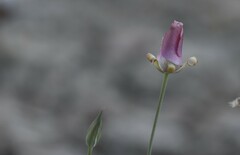 Calochortus splendens