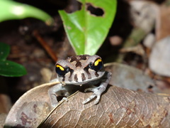 Leptobrachium