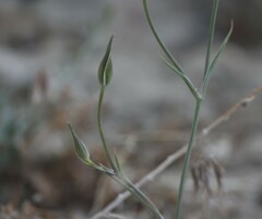 Calochortus splendens