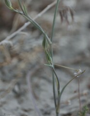 Calochortus splendens