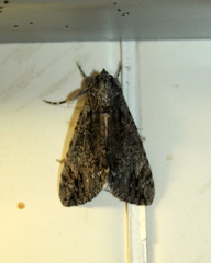 Ulotrichopus tinctipennis