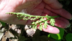 Botrychium matricariifolium