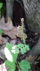 Botrychium matricariifolium