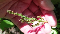 Botrychium matricariifolium