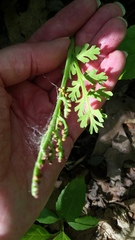 Botrychium matricariifolium