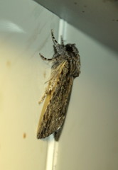 Ulotrichopus tinctipennis