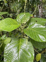 Claoxylon indicum