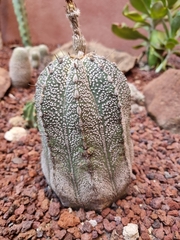 Astrophytum capricorne