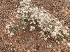 Scleropogoninae