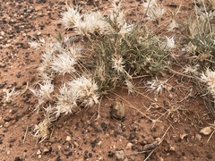 Scleropogoninae