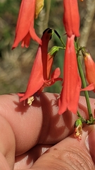 Penstemon barbatus torreyi