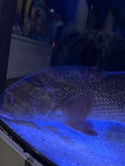 Sciaenops