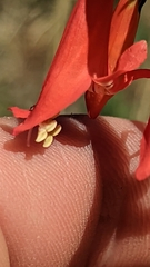 Penstemon barbatus torreyi