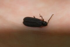 Greenarus thoracicus