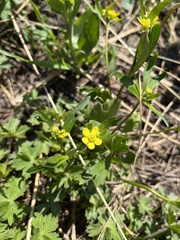 Ranunculus inamoenus