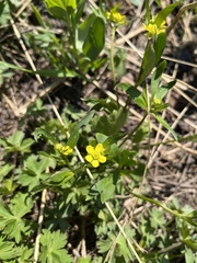 Ranunculus inamoenus