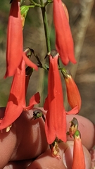 Penstemon barbatus torreyi