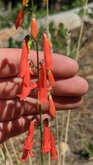 Penstemon barbatus torreyi