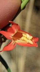 Penstemon barbatus torreyi