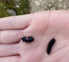 Astylus aulicus