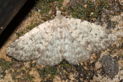 Pasovice (Erebidae)