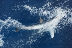 Isurus paucus