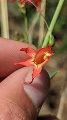 Penstemon barbatus torreyi