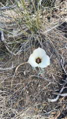 Calochortus bruneaunis