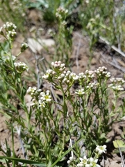 Comandra umbellata pallida
