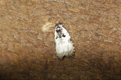 Olethreutes griseoalbana