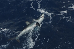 Isurus paucus