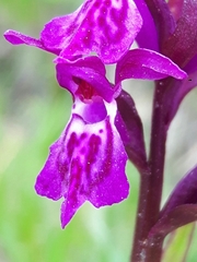 Dactylorhiza lapponica