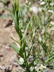 Comandra umbellata pallida