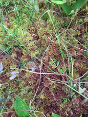 Sphagnum magellanicum