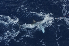 Isurus paucus