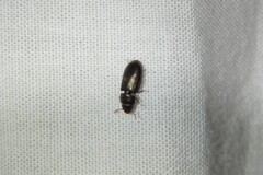 Tenebroides bimaculatus