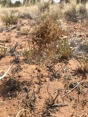 Eriogonum nidularium