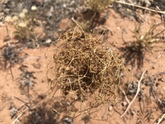 Eriogonum nidularium