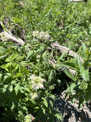 Hydrophyllum fendleri