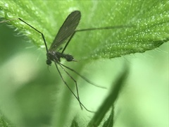 Tasiocera