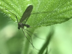 Tasiocera