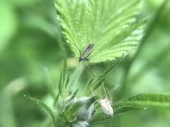 Tasiocera