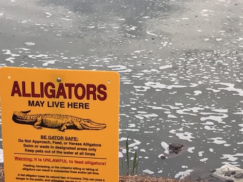 American Alligator photographed in South Carolina