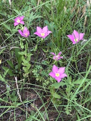 Sabatia campestris