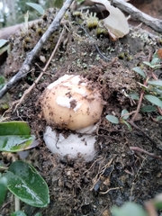 Amanita toxica