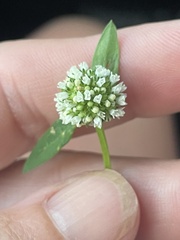 Spermacoce verticillata