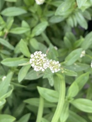 Spermacoce verticillata