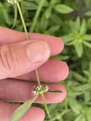 Spermacoce verticillata