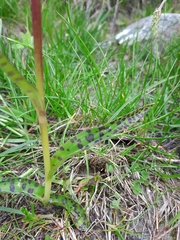 Dactylorhiza lapponica