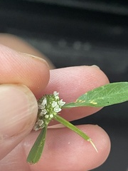 Spermacoce verticillata